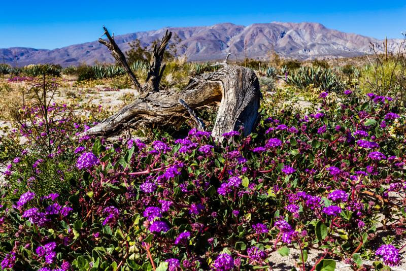 Flowers blooming in a desert landscape